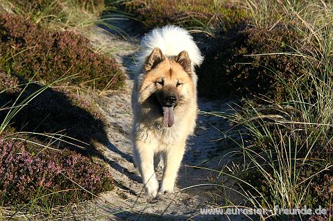 (Foto Goslar)_daenemark_2010_IMG_1327_Stenbjerg_Landingsplads.jpg - ... dann geht fr Sahri ...